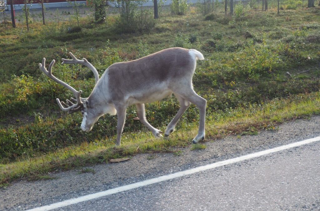 Lapland: de kerstman en Lapland